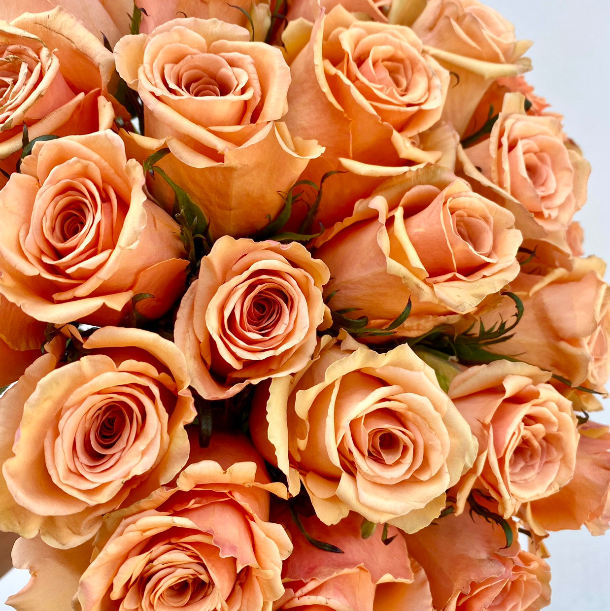 ◆アウトレット◆ ROSETclam France製 Cinnamon Roses - 25st - Ramirez Wholesale Flowers Inc