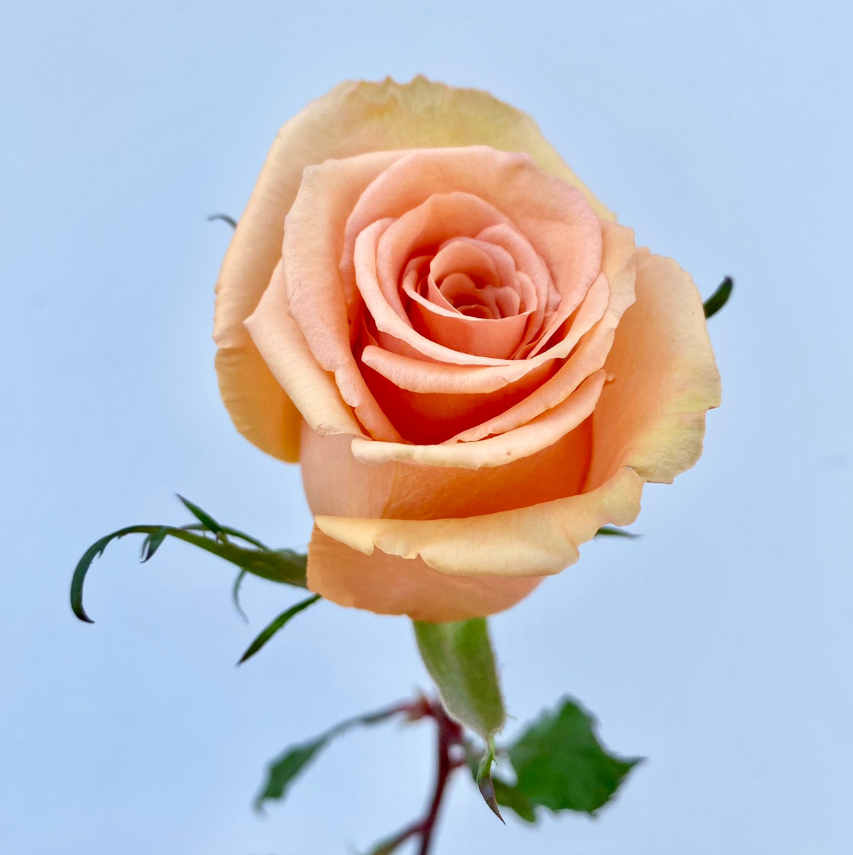 ◆アウトレット◆ ROSETclam France製 Cinnamon Roses - 25st - Ramirez Wholesale Flowers Inc