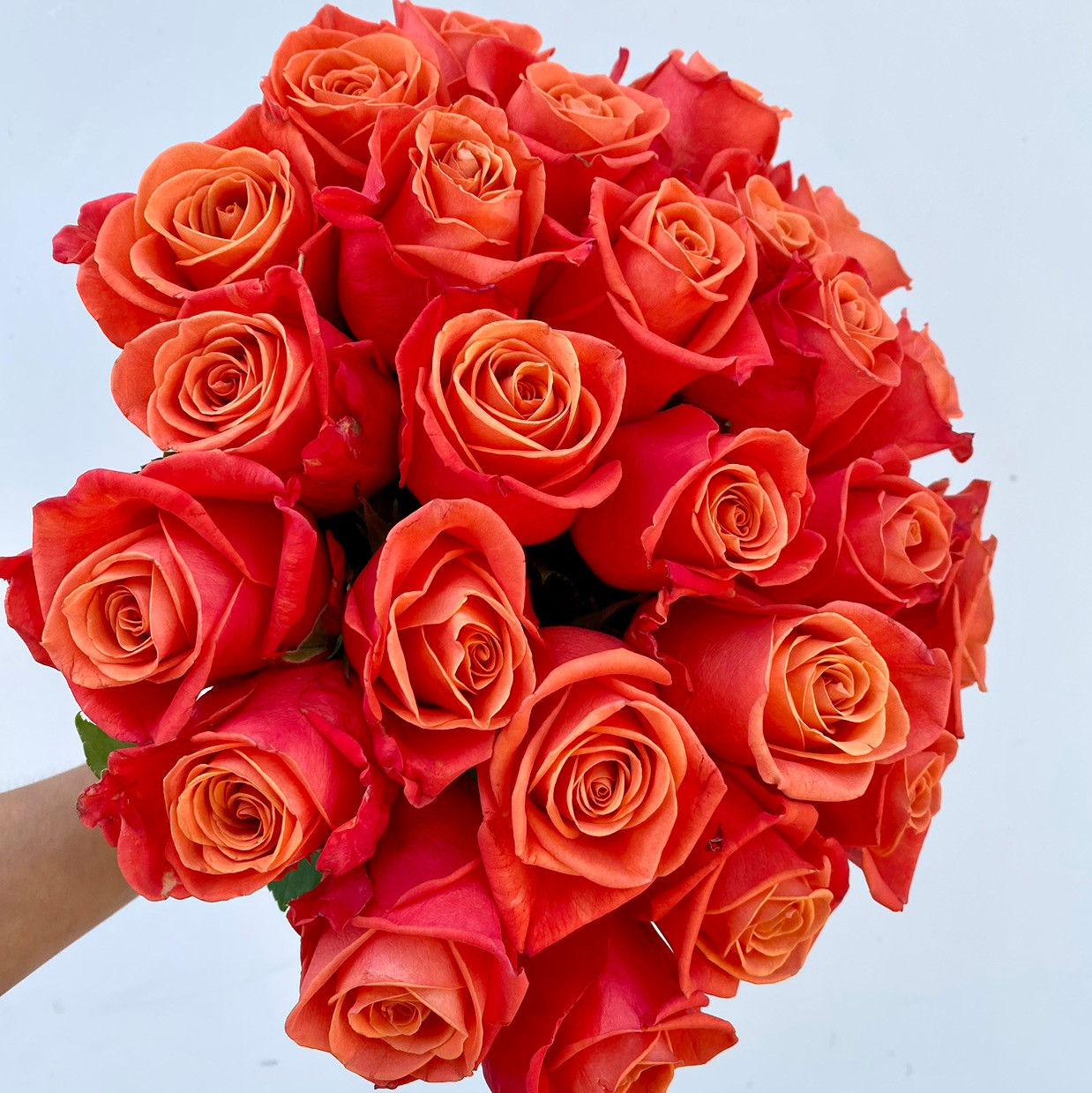 Orange Crush Rose - 25st - Ramirez Wholesale Flowers Inc