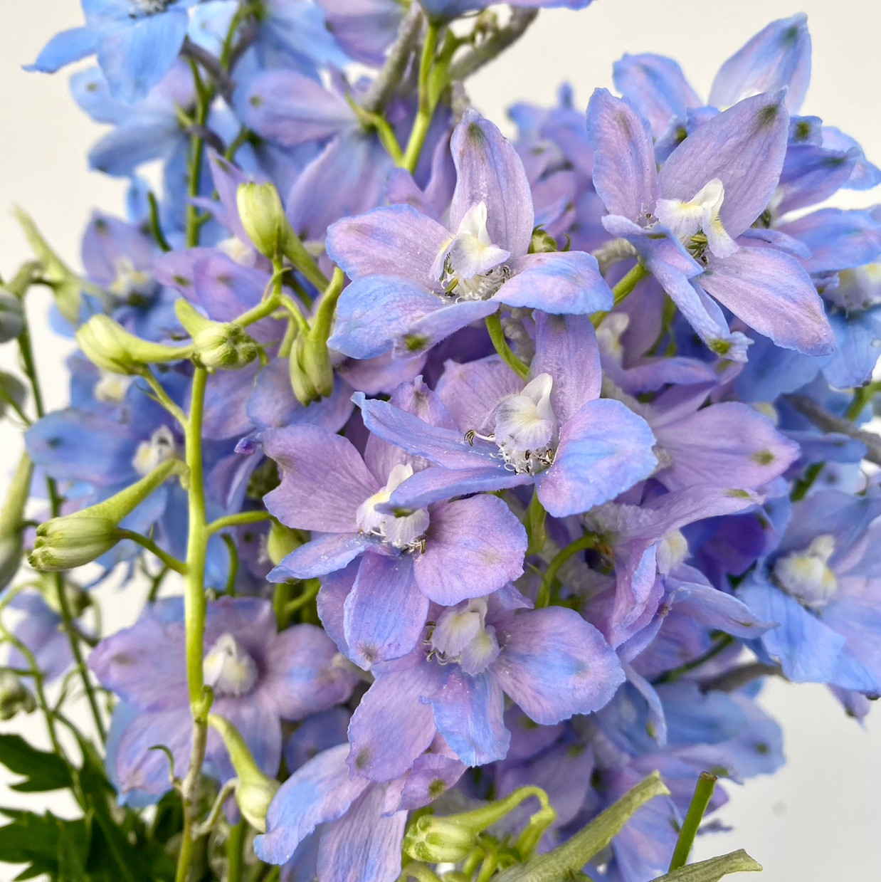 Delphinium Light Blue CA-Grown (Belladonna) - 6st - Ramirez