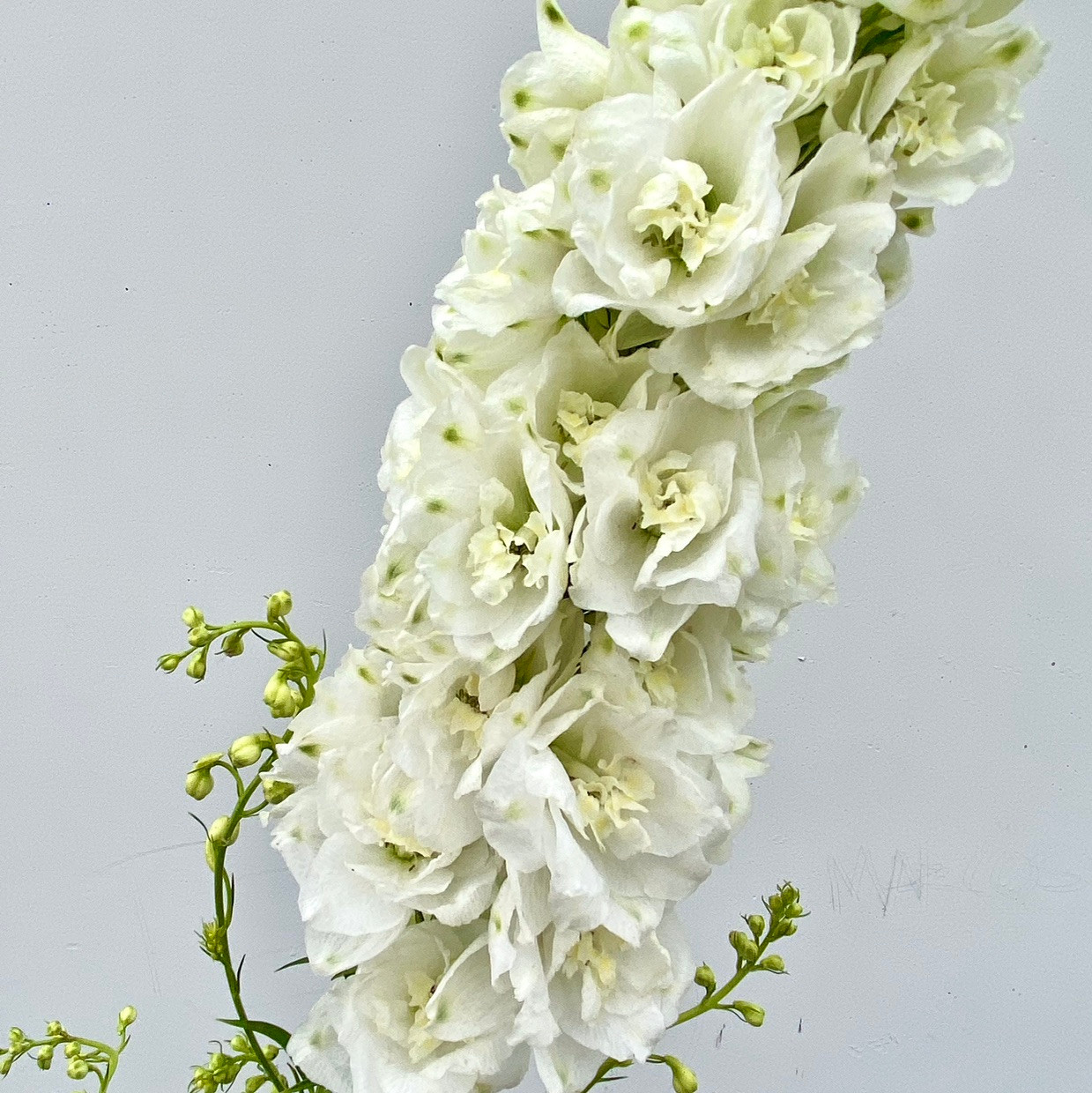 Delphinium White CA-Grown (Hybrid) - 5st - Ramirez Wholesale
