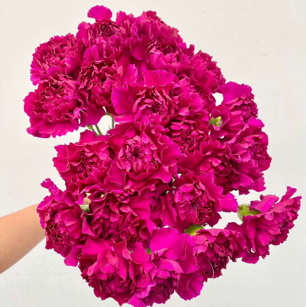 Carnation Magenta - 25st - Ramirez Wholesale Flowers Inc