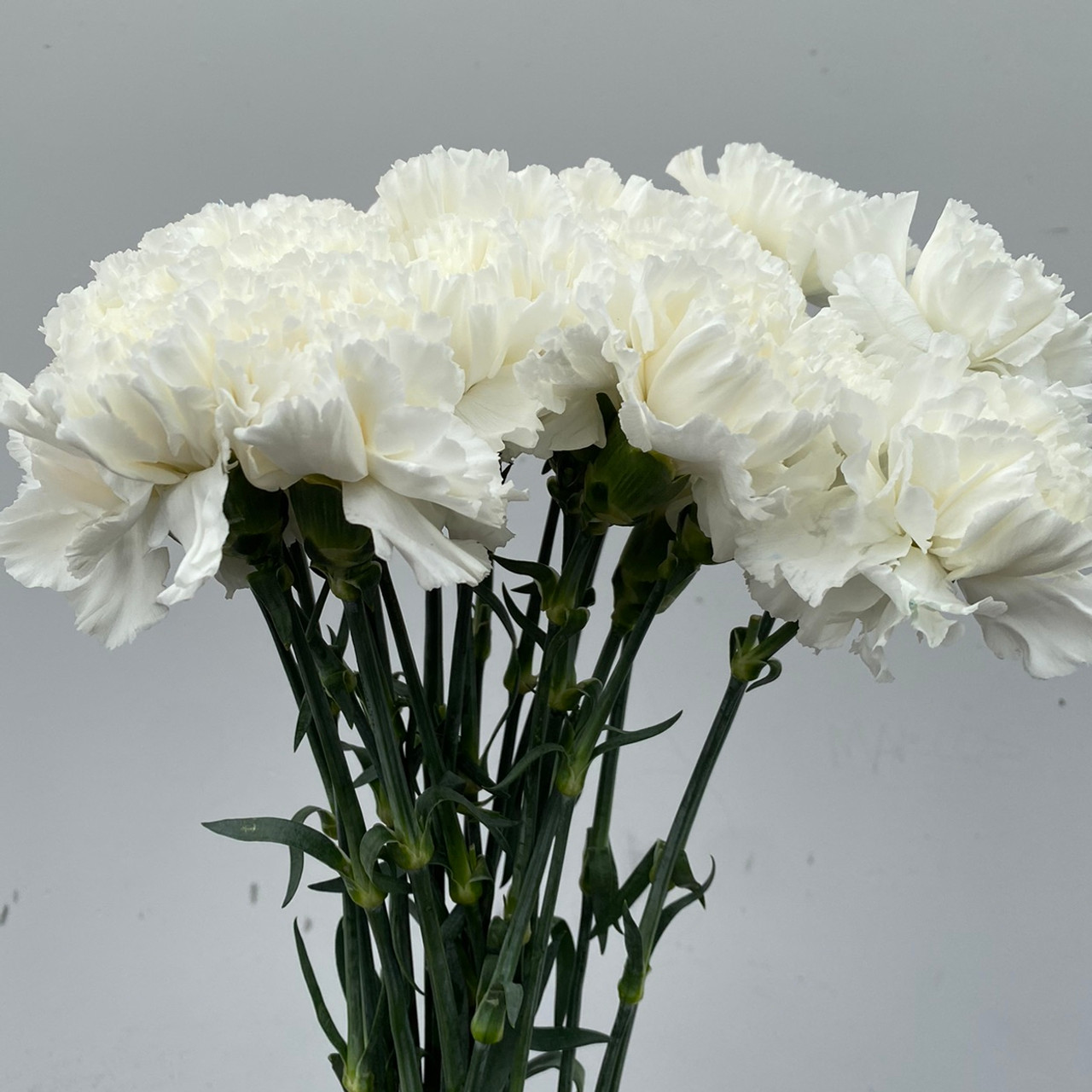 Carnation Magenta - 25st - Ramirez Wholesale Flowers Inc