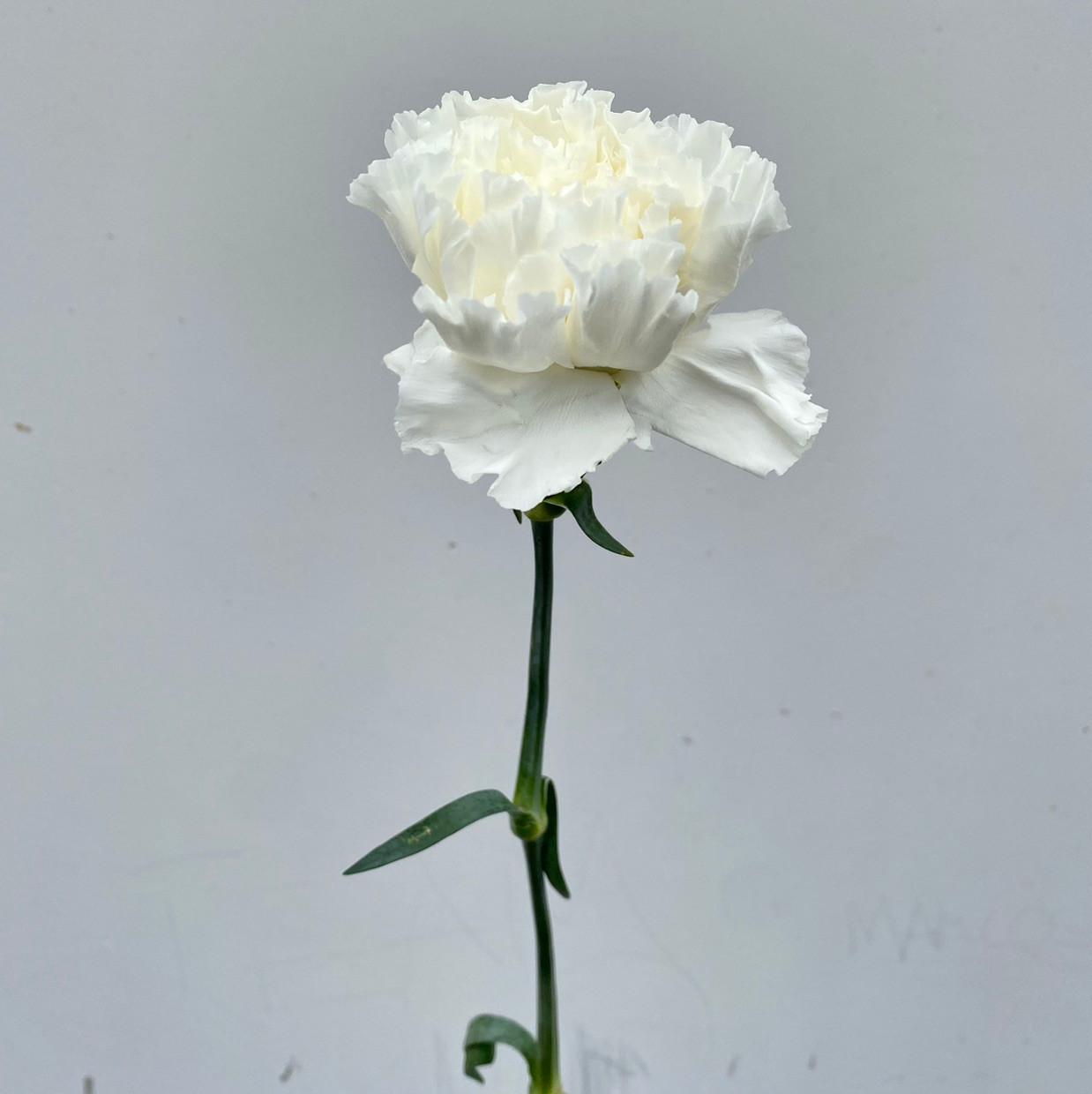 Carnation White - 25st - Ramirez Wholesale Flowers Inc