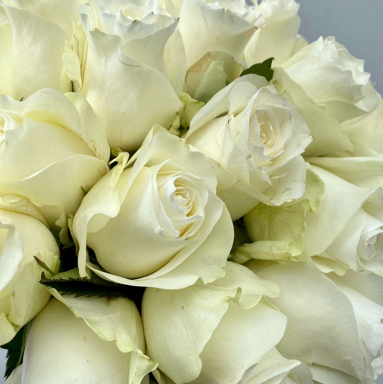 Pop Up Flower White Roses – Ambassadors for Community Health