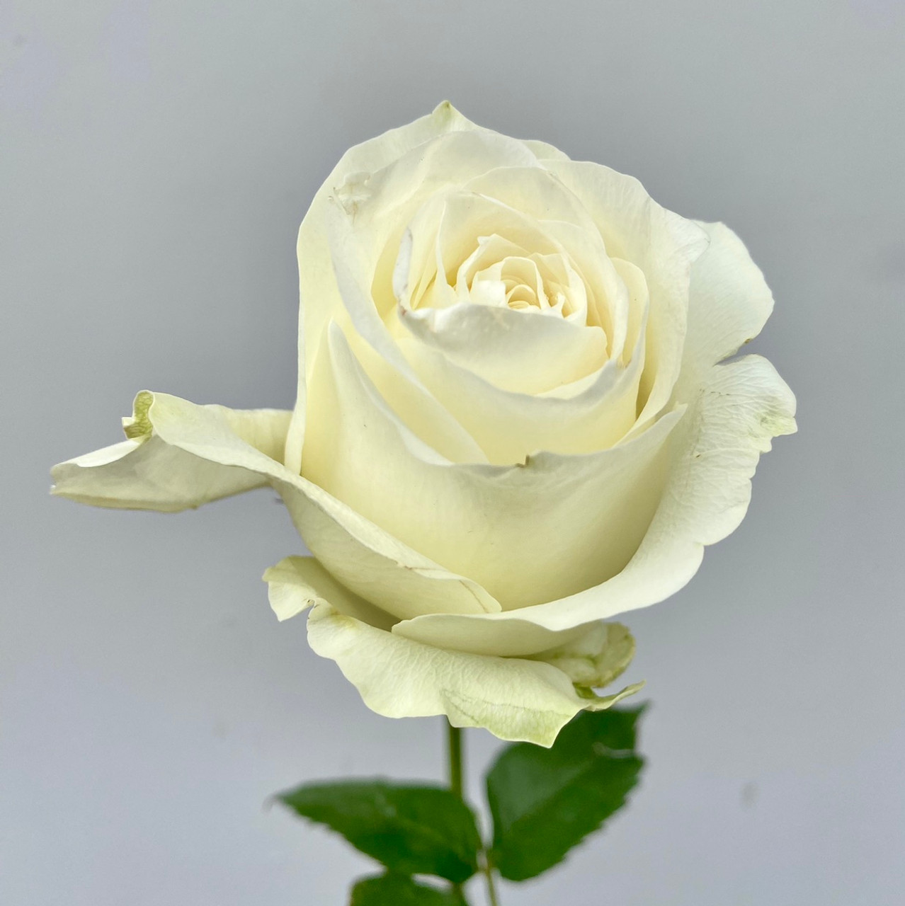 Pop Up Flower White Roses – Ambassadors for Community Health