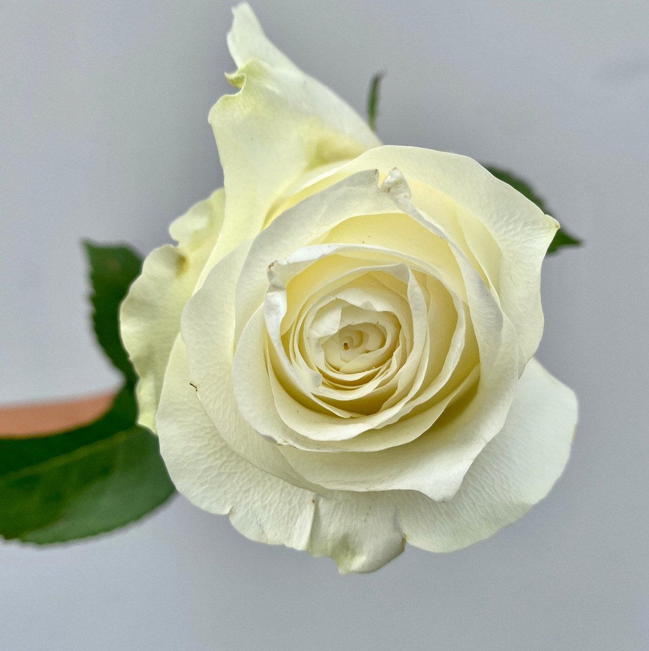 Pop Up Flower White Roses – Ambassadors for Community Health