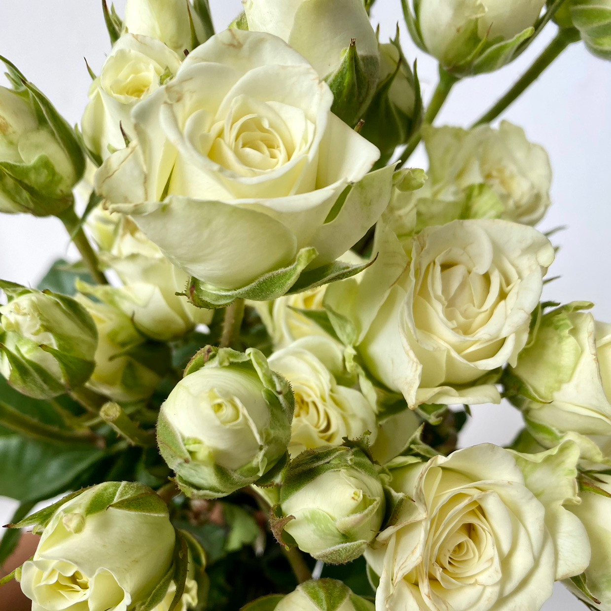 Spray Rose White (Snowflake)- 10st - Ramirez Wholesale Flowers Inc
