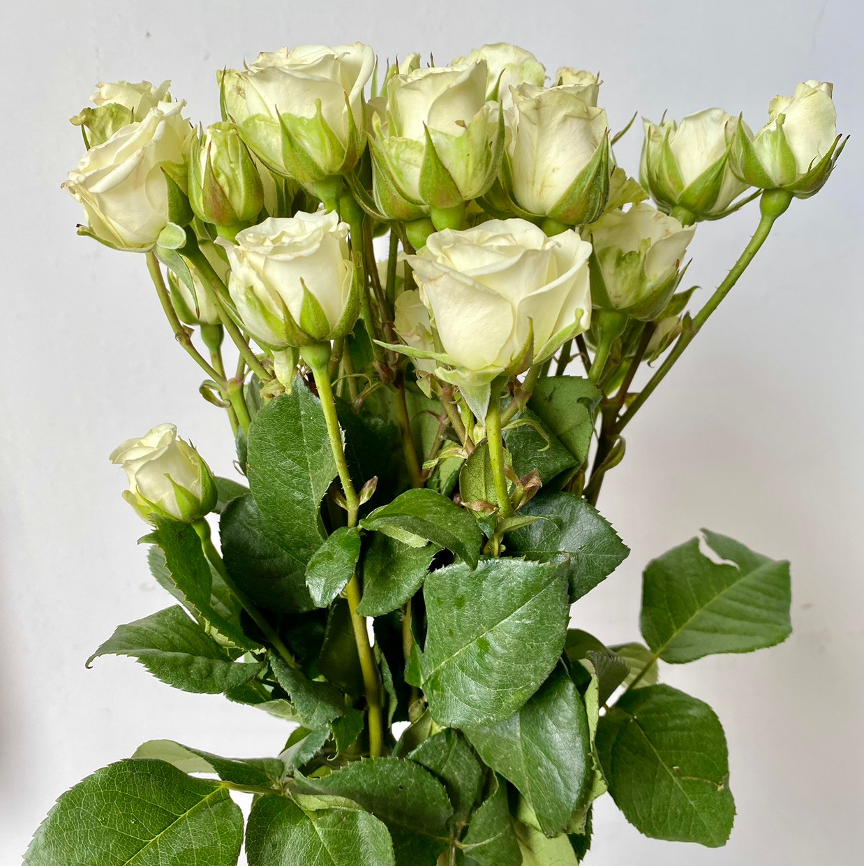 Spray Rose White (Snowflake)- 10st - Ramirez Wholesale Flowers Inc