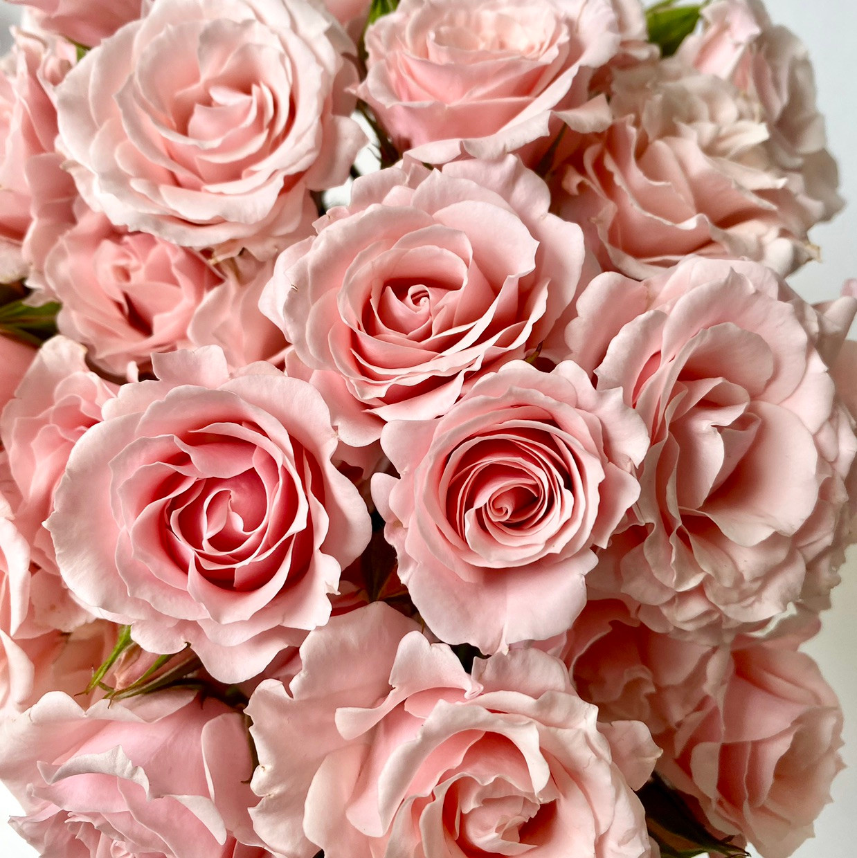 Spray Rose Pink Majolica - 10st - Ramirez Wholesale Flowers Inc