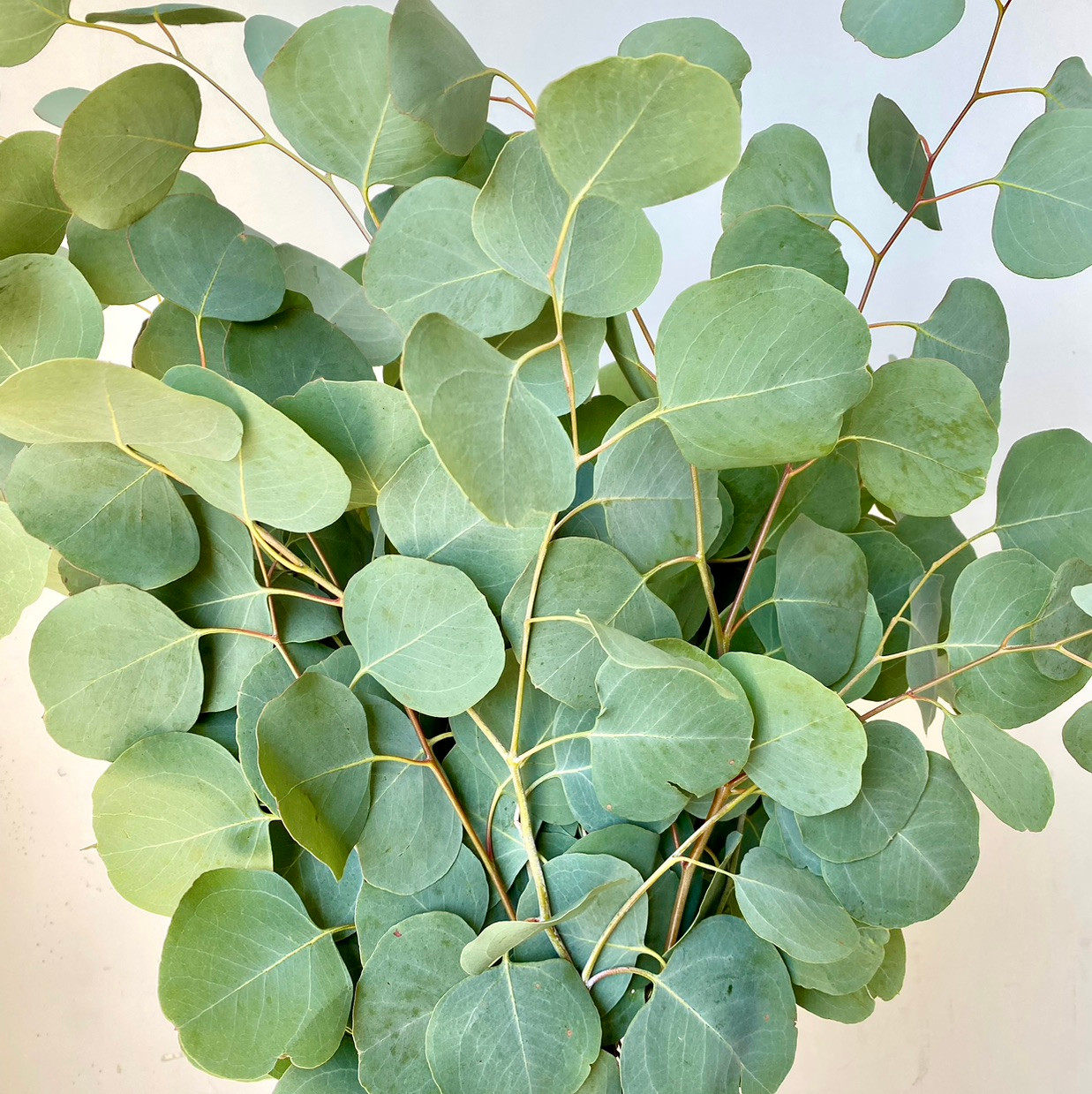 Silver Dollar Eucalyptus