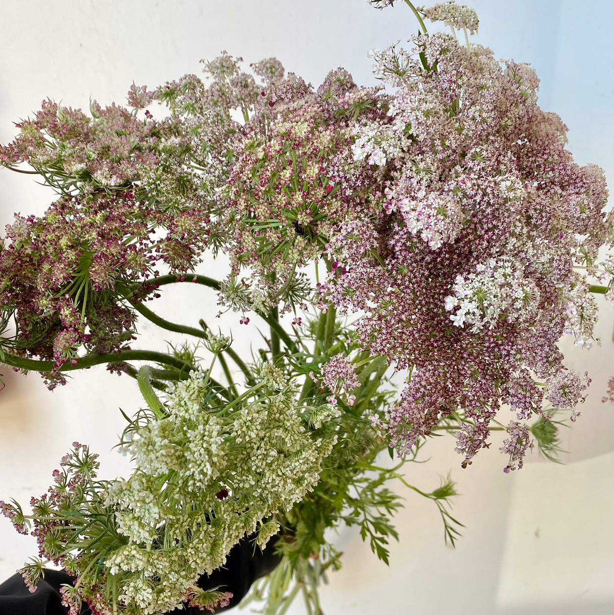 Chocolate Lace CA-Grown - 10st - Ramirez Wholesale Flowers Inc