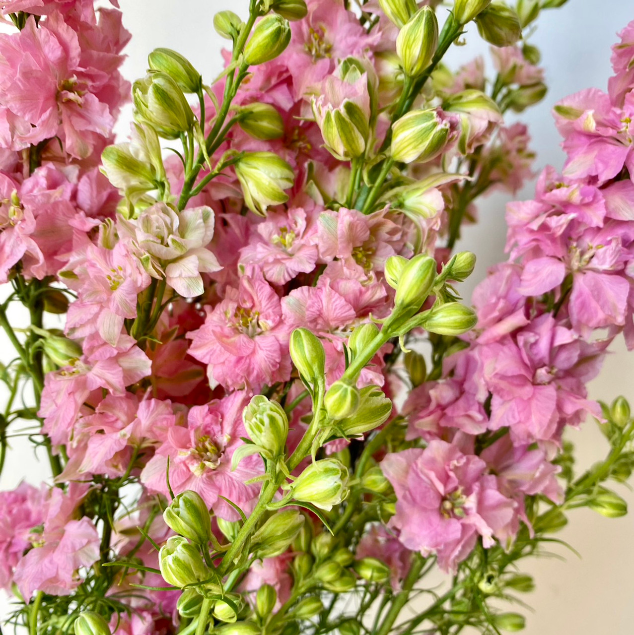 Bunch of Pink Larkspur – Be Home