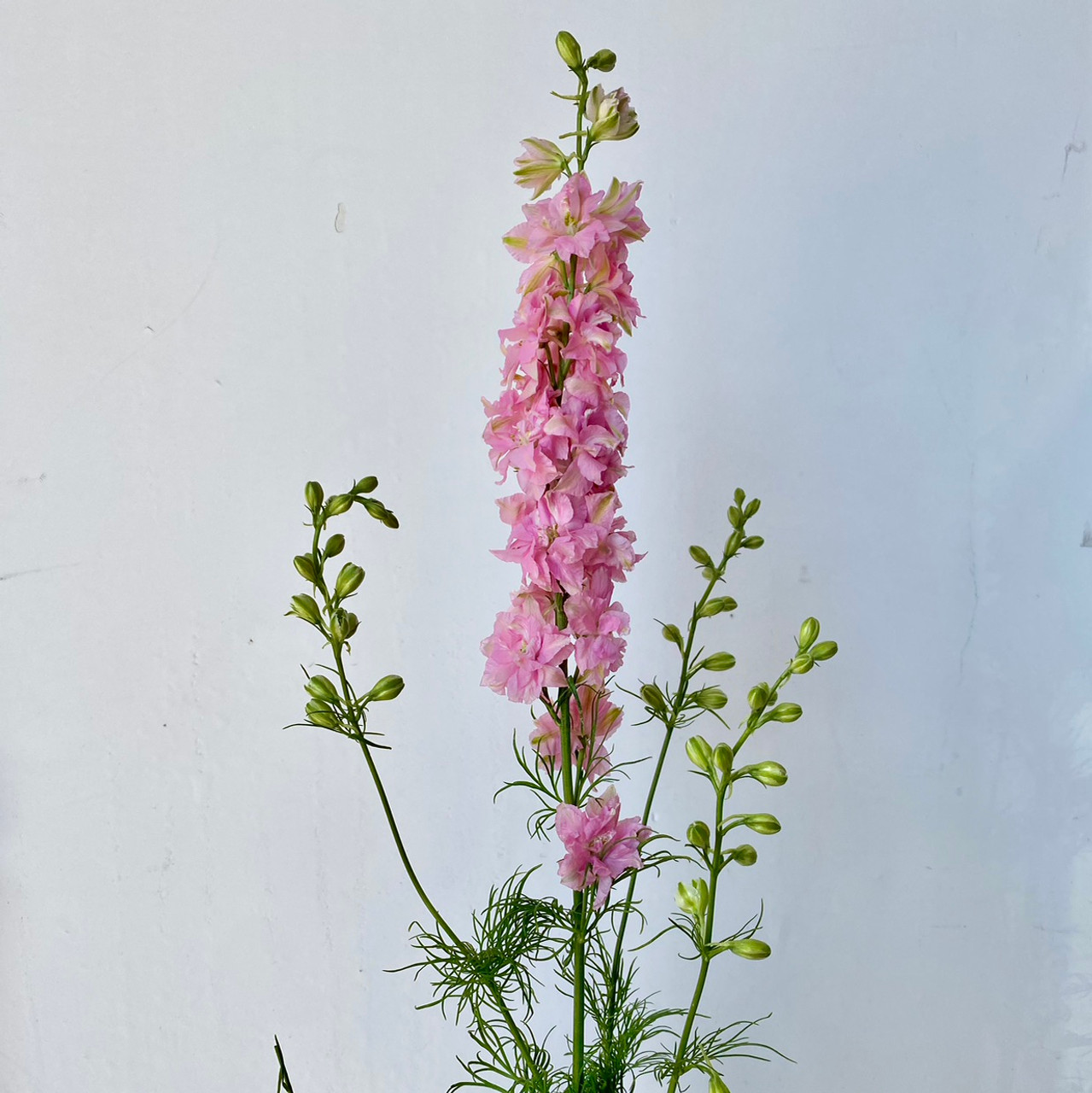 Dried Pink Larkspur — Pleasant Hills Farm