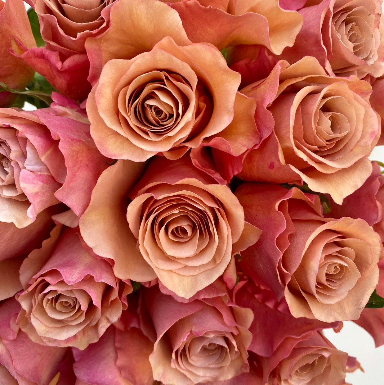RP Moab Rose - 25st - Ramirez Wholesale Flowers Inc