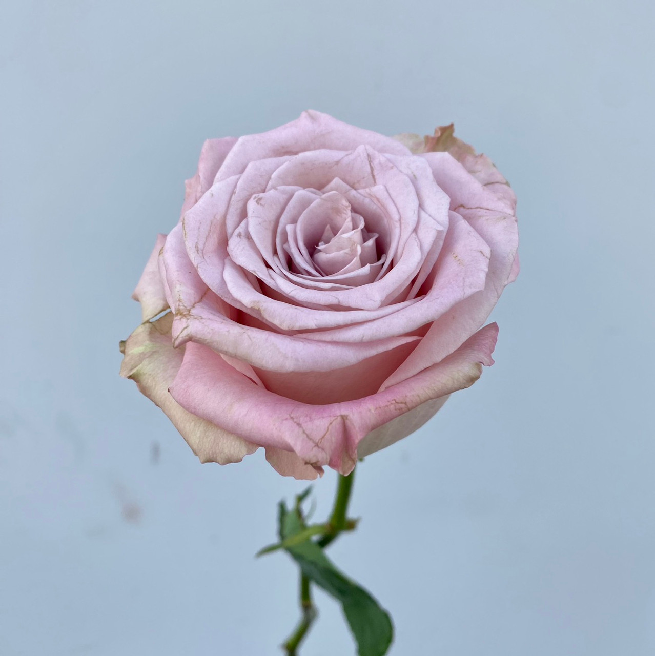 roseです。 Faith Rose - 25st - Ramirez Wholesale Flowers Inc
