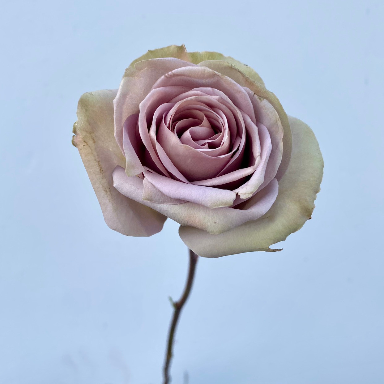 Amnesia Rose - 25st - Ramirez Wholesale Flowers Inc