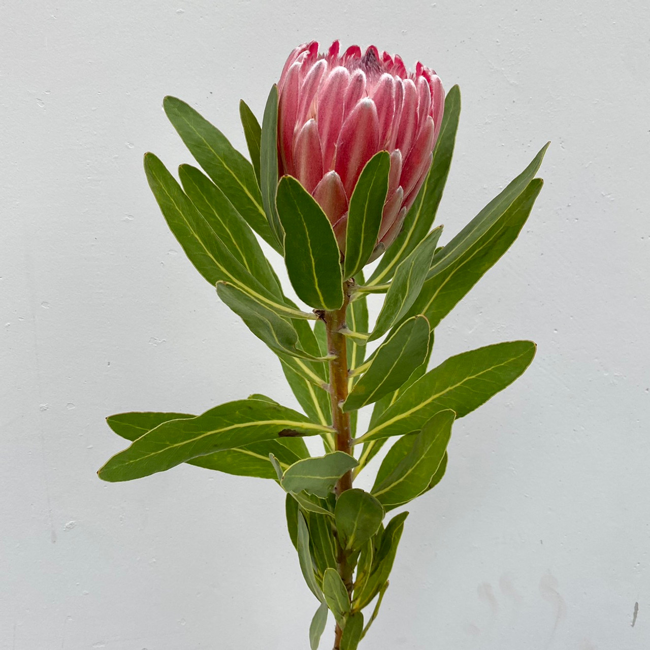 Protea Queen Pink Ice CA-Grown - 1st. - Ramirez Wholesale Flowers Inc