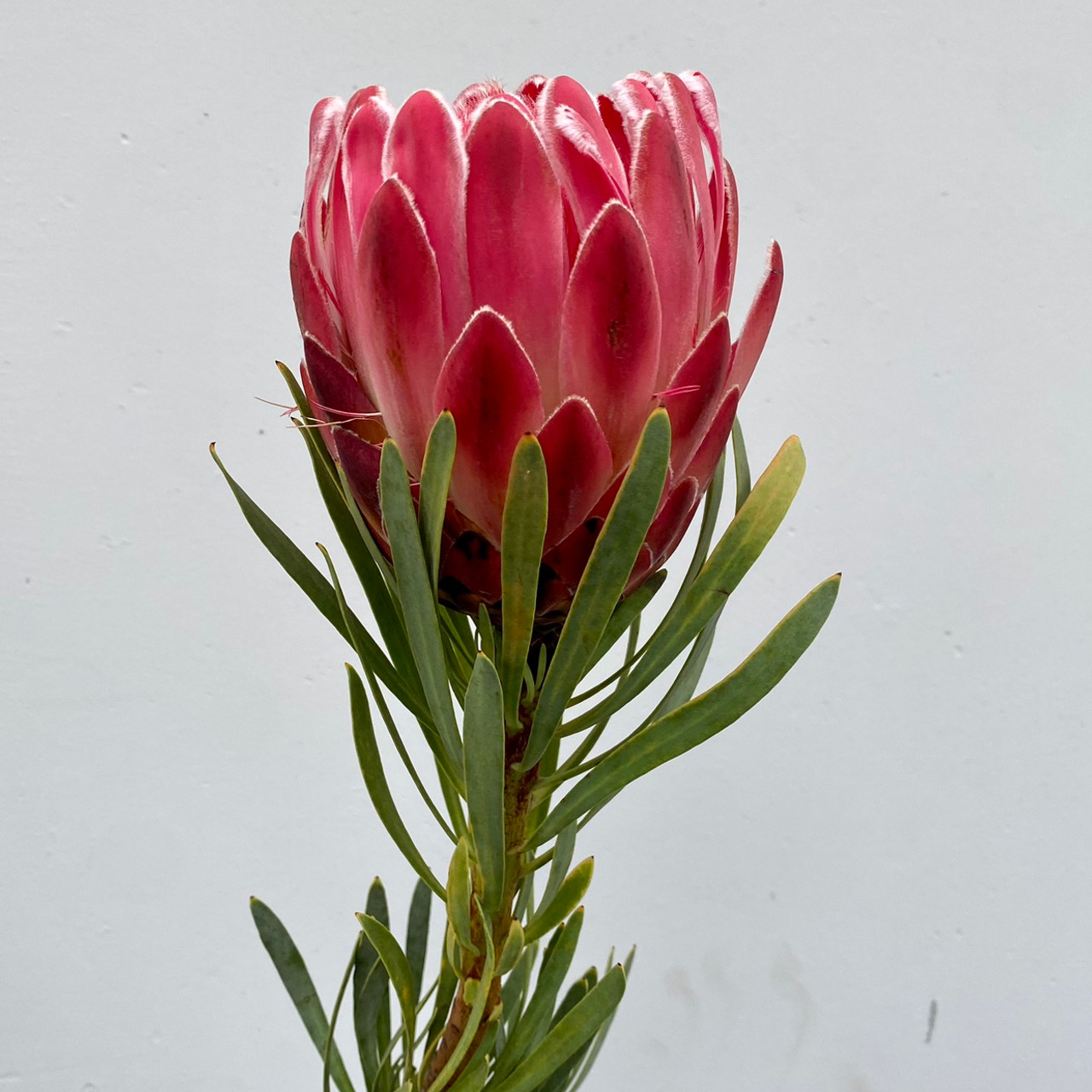 Protea Blushing Bride Flowers - Wholesale - Blooms By The Box