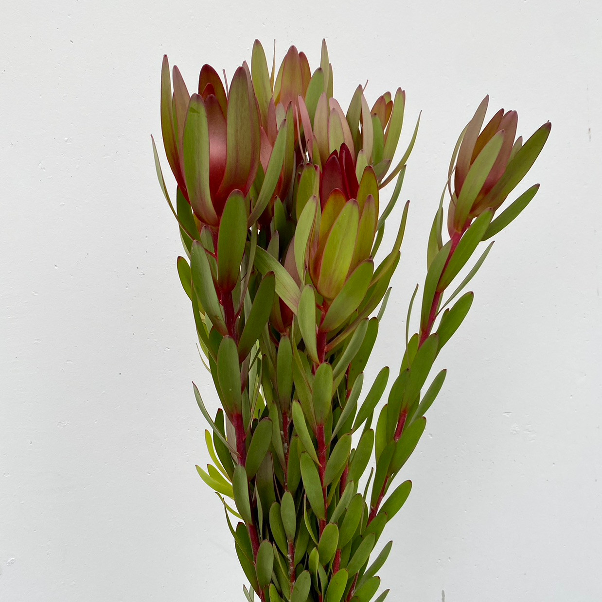 Safari Sunset CA-Grown - 10st. - Ramirez Wholesale Flowers Inc