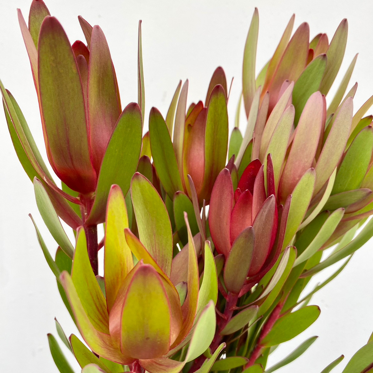 Safari Sunset CA-Grown - 10st. - Ramirez Wholesale Flowers Inc