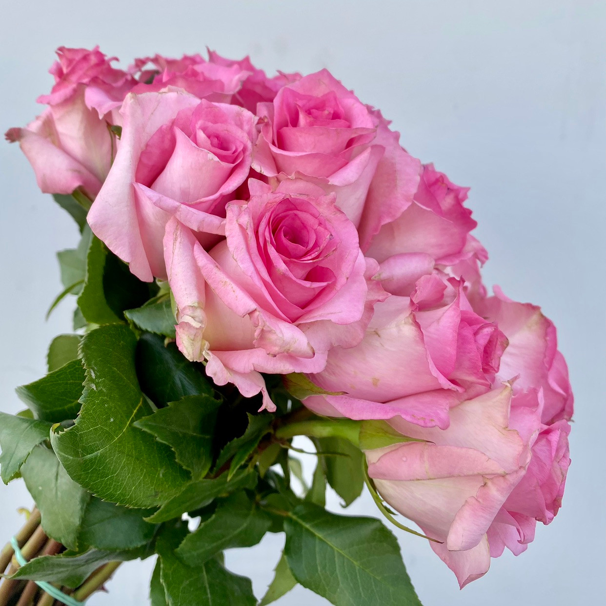 Sweet Unique Roses - 25st - Ramirez Wholesale Flowers Inc