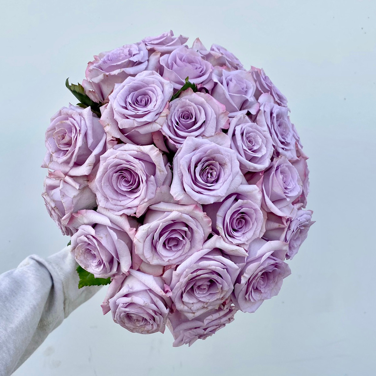 Star Platinum: A Shining Lavender Beauty – Rio Roses