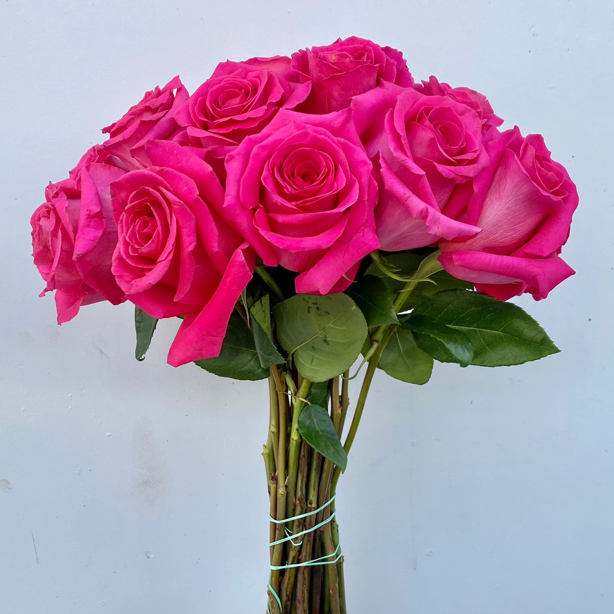 Pink Floyd Roses - 25st - Ramirez Wholesale Flowers Inc