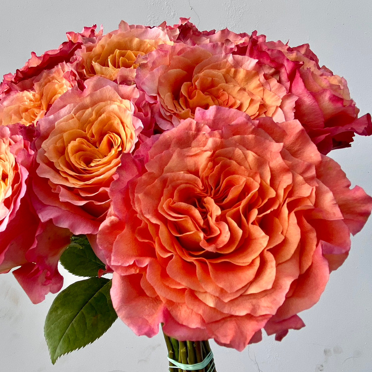Free Spirit Roses - 25st - Ramirez Wholesale Flowers Inc
