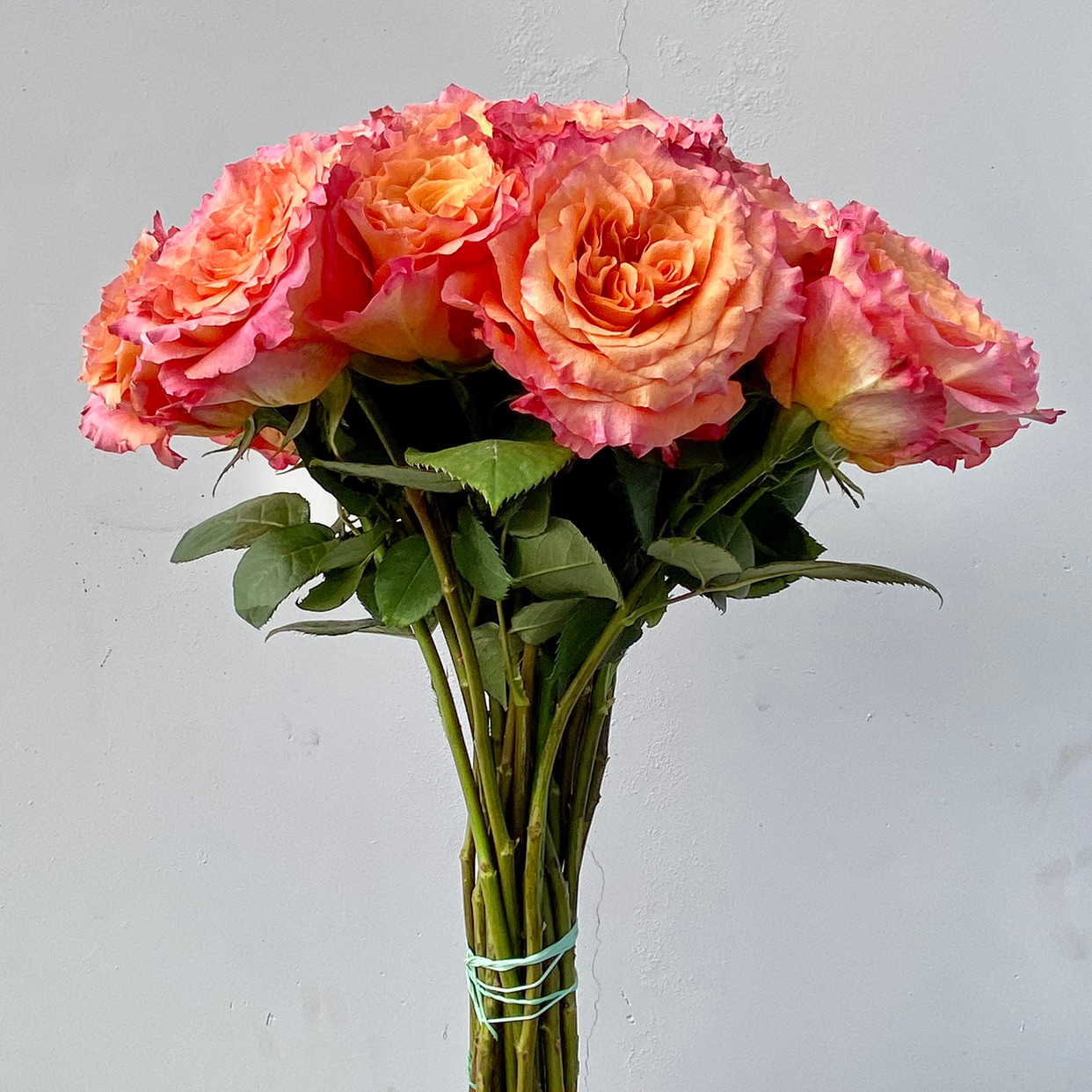 Free Spirit Roses - 25st - Ramirez Wholesale Flowers Inc