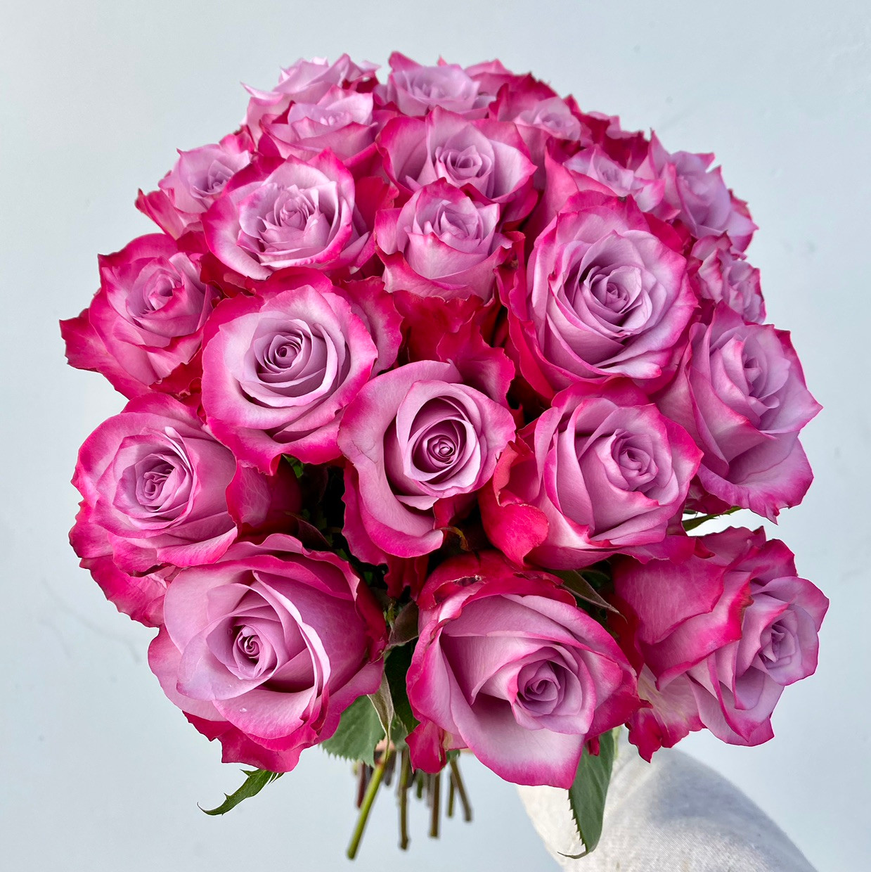 Deep Purple Rose - 25st - Ramirez Wholesale Flowers Inc