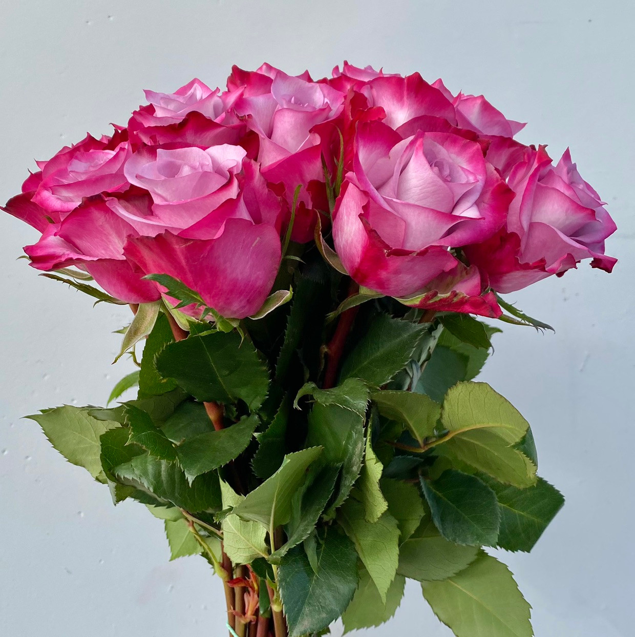 トップス rose Topaz Roses - 25st. - Ramirez Wholesale Flowers Inc