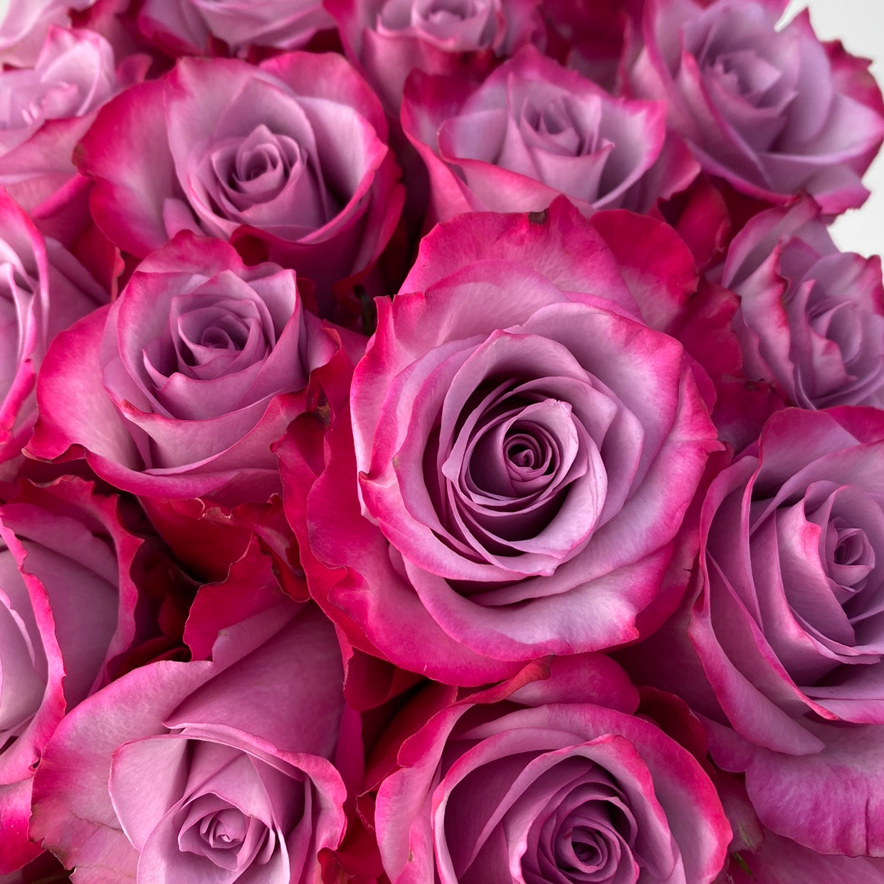 トップス rose Topaz_Roses_Pink_Roses_Bloomin