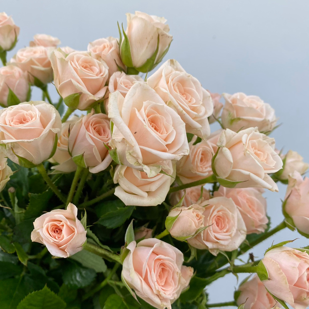 トップス rose Antike Watch Japanese Florist Shrub Rose – Highgarden Roses