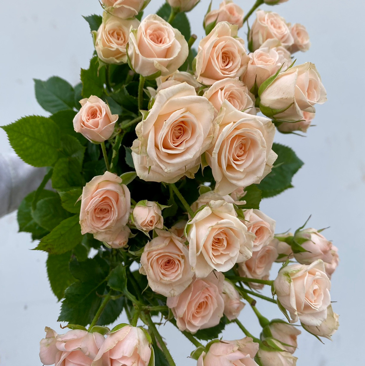 Spray Rose Peach (Jana) CA-Grown - 10st - Ramirez Wholesale