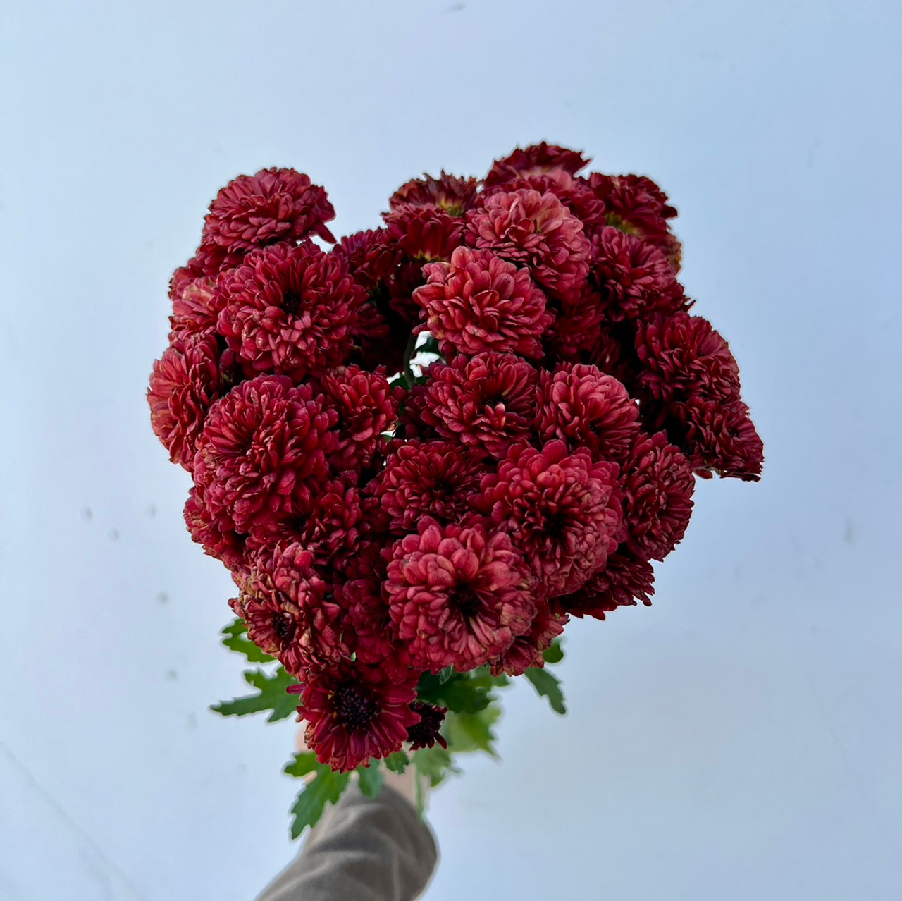 Burgundy Mini Pom poms - LunaLandSupply - High quality handmade supplies