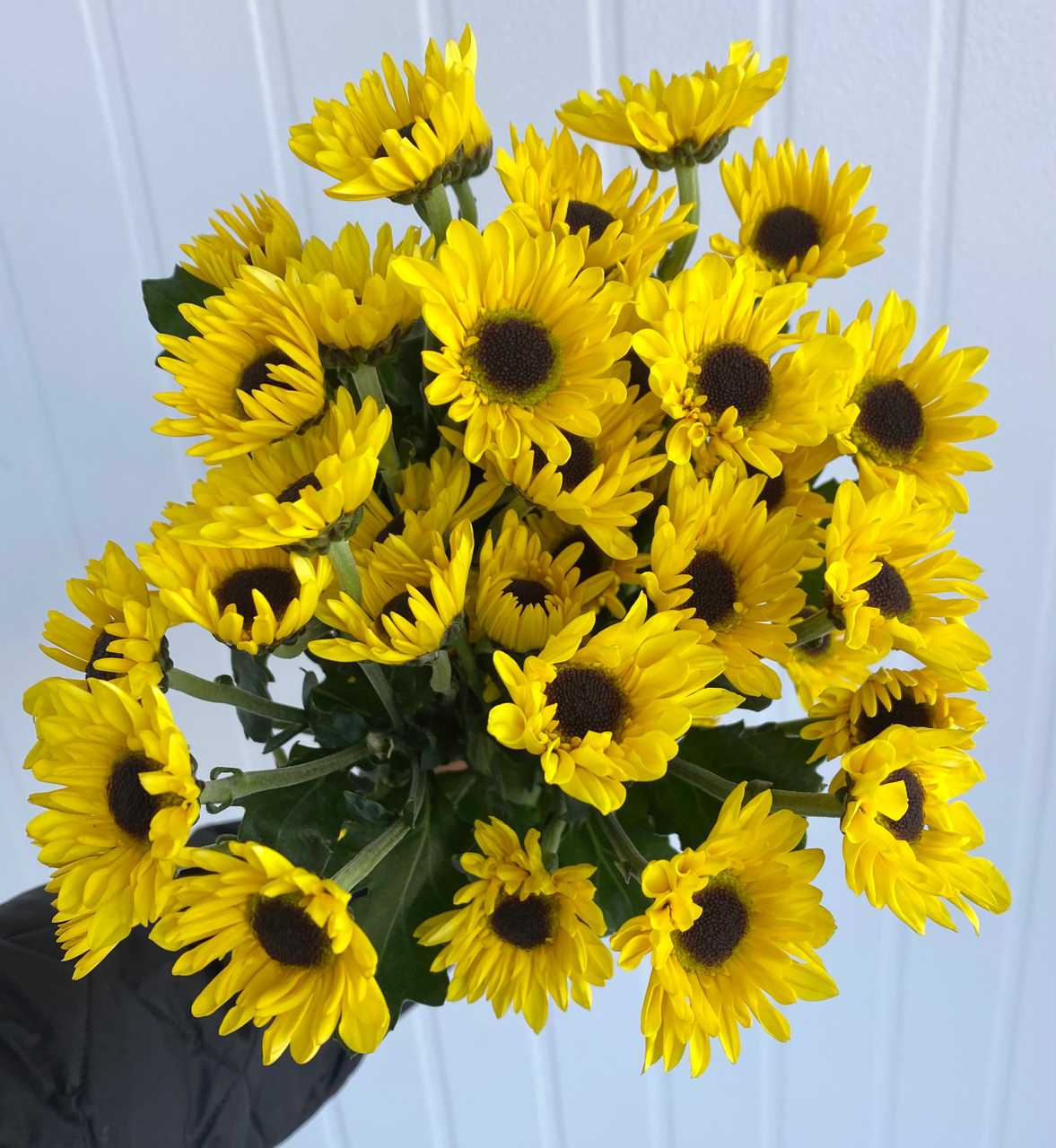 Daisy Viking Poms Yellow With Black Center - 5st. - Ramirez