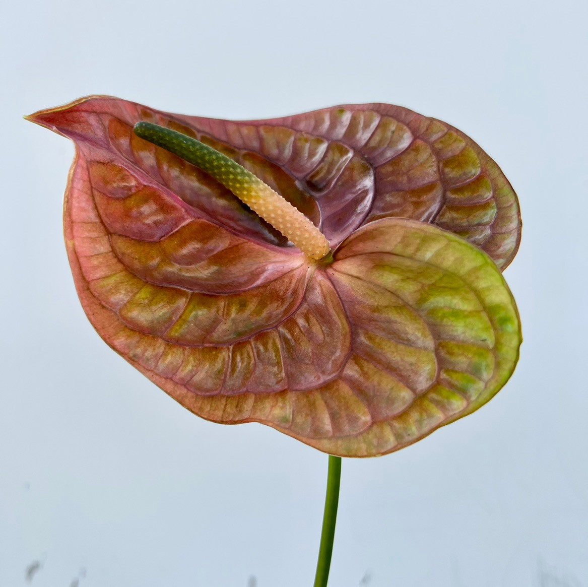 Anthurium Cognac - 5st. - Ramirez Wholesale Flowers Inc
