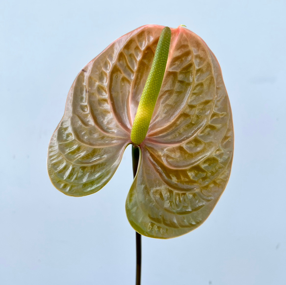 anthurium adrianum Anthurium Andreanum Delicata | organically grown tropical plants for sale