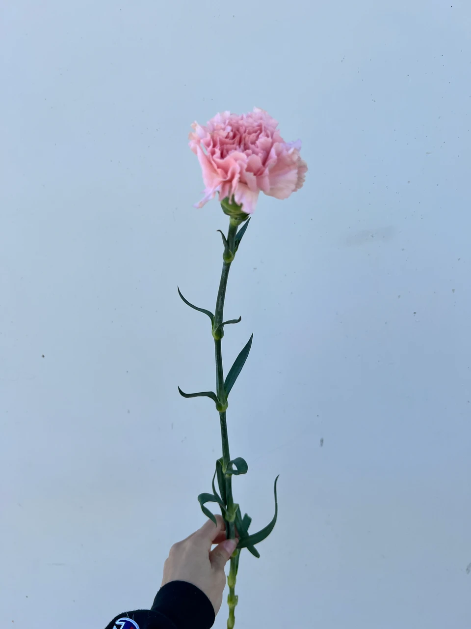 pink carnation flower images