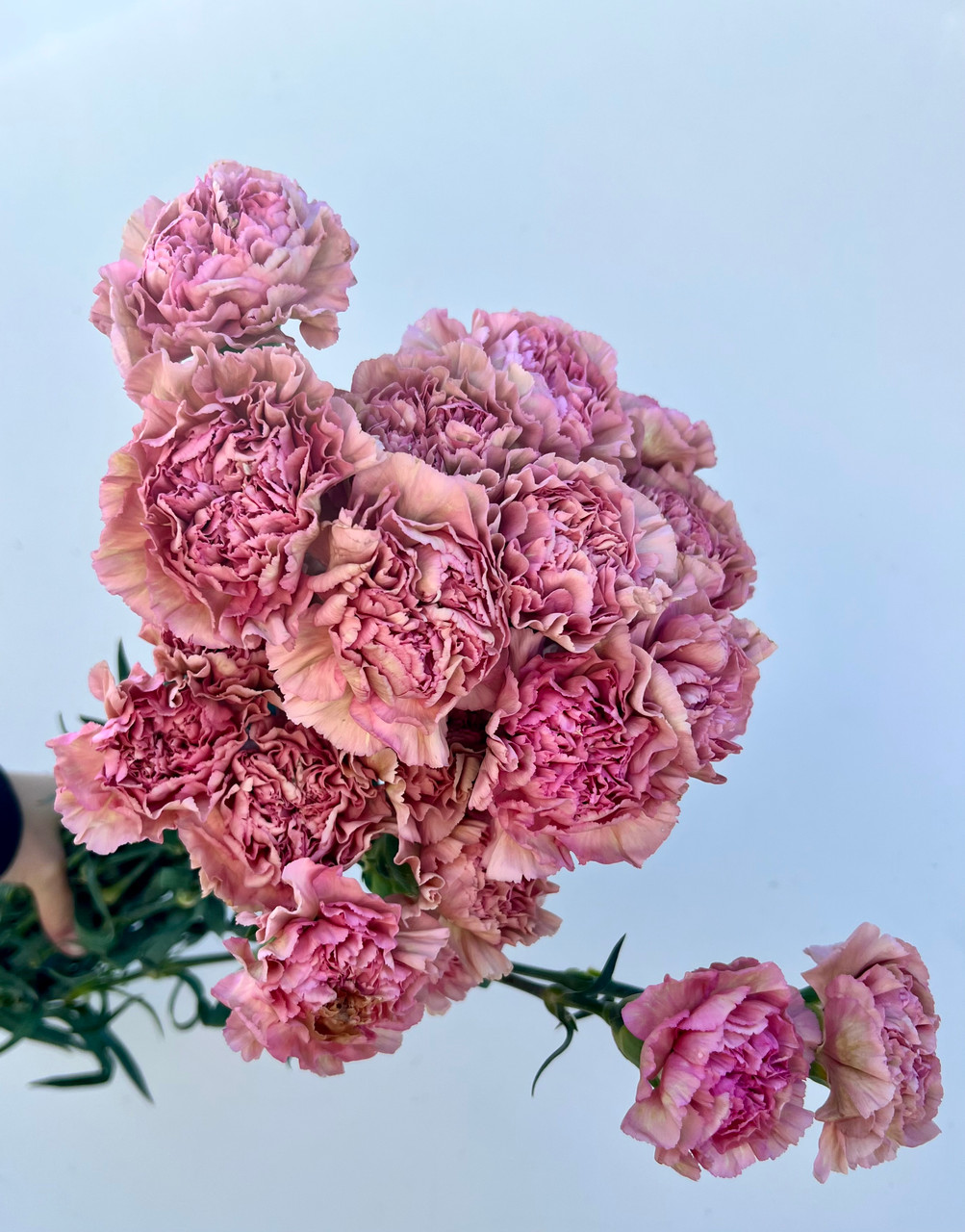 Lege Carnation (Mauve) - 25st - Ramirez Wholesale Flowers Inc