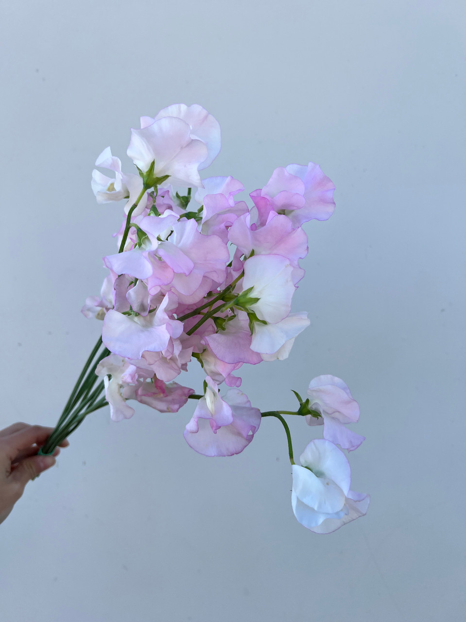 Light Pink Sweet Peas - 10st - Ramirez Wholesale Flowers Inc