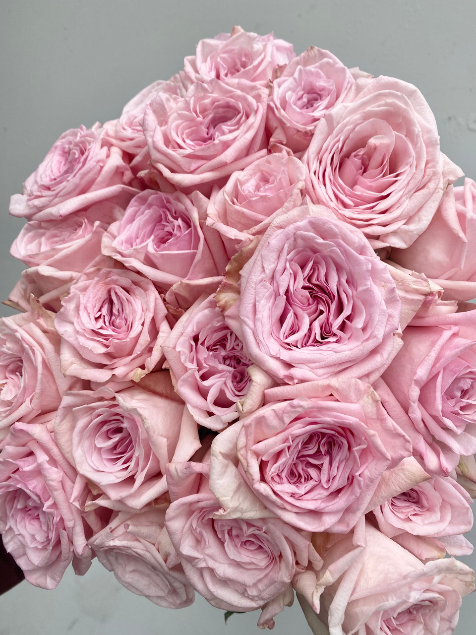 Pink O' Hara Roses - 25st - Ramirez Wholesale Flowers Inc