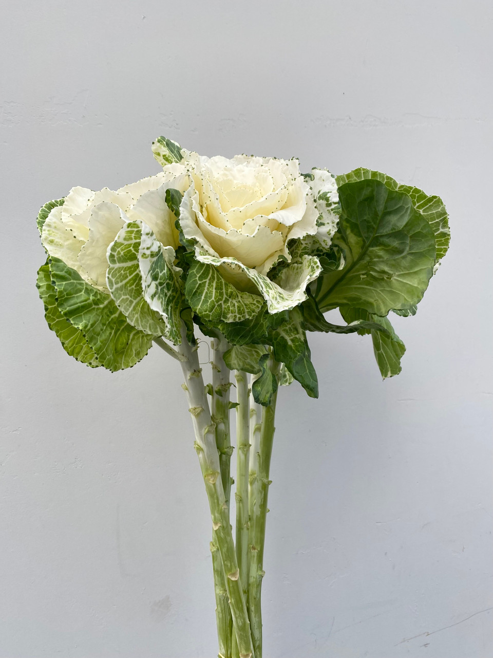Kale White (CA-Grown) - 5st - Ramirez Wholesale Flowers Inc