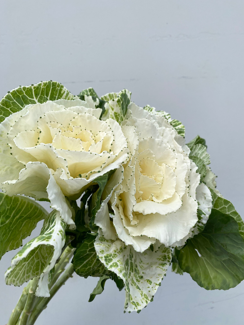 Kale White (CA-Grown) - 5st - Ramirez Wholesale Flowers Inc