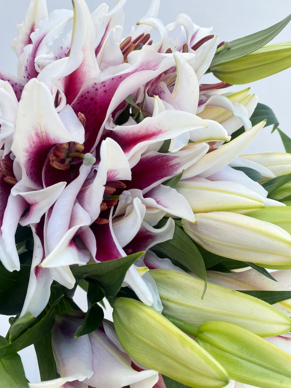 Starfighter Lily (CA-Grown) - 10st - Ramirez Wholesale Flowers Inc