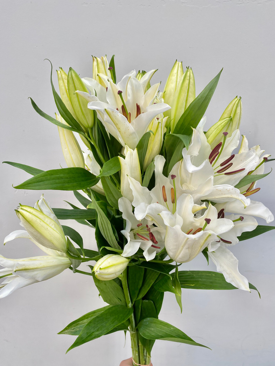 Oriental Lily White (CA-Grown) - 10st - Ramirez Wholesale Flowers Inc