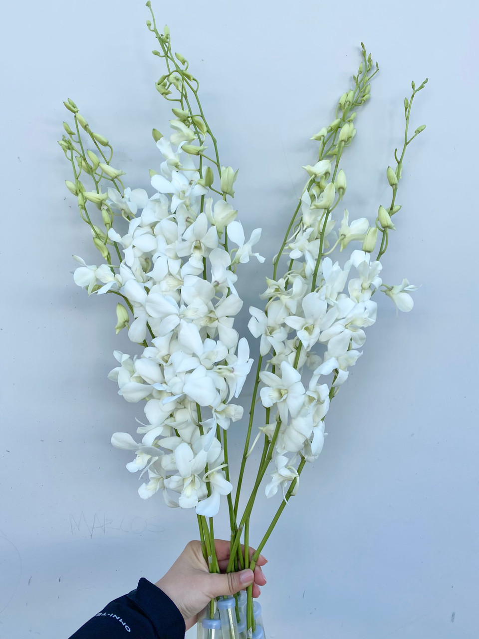 Dendrobium Orchid White - 10st - Ramirez Wholesale Flowers Inc
