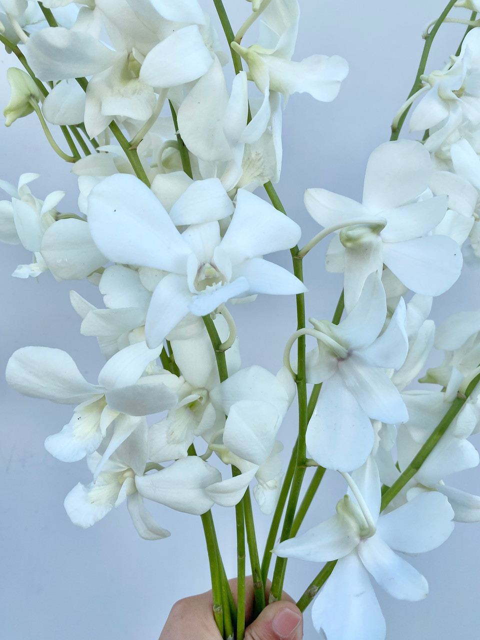 Dendrobium Orchid White - 10st - Ramirez Wholesale Flowers Inc