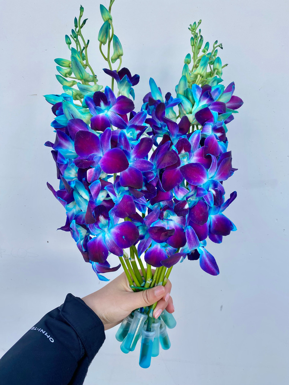 その他 Dendrobium2 Dendrobium Orchid Blue - 10st - Ramirez Wholesale Flowers Inc